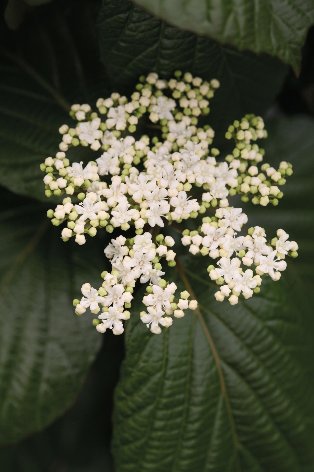 4150 viburnum x shiny dancer 3
