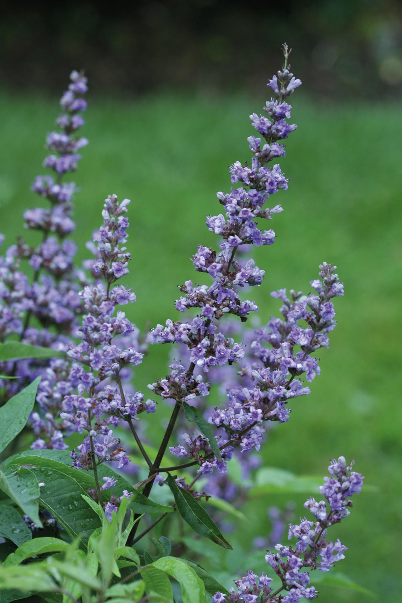 4151 vitex agnus castus blue diddley 4