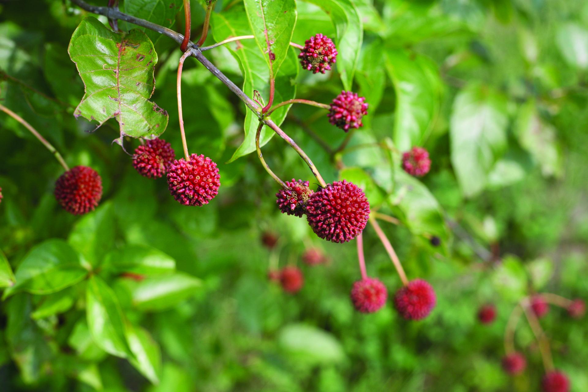 4152 cephalanthus occi. sugar shack 2