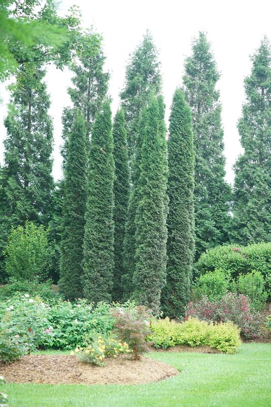 4233 thuja occ. smtotm thin man 1 2e pw