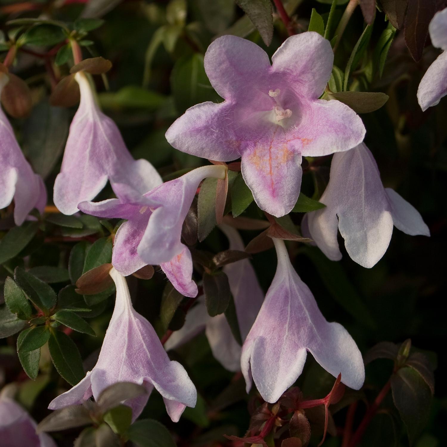 62 abelia pinky bells 2