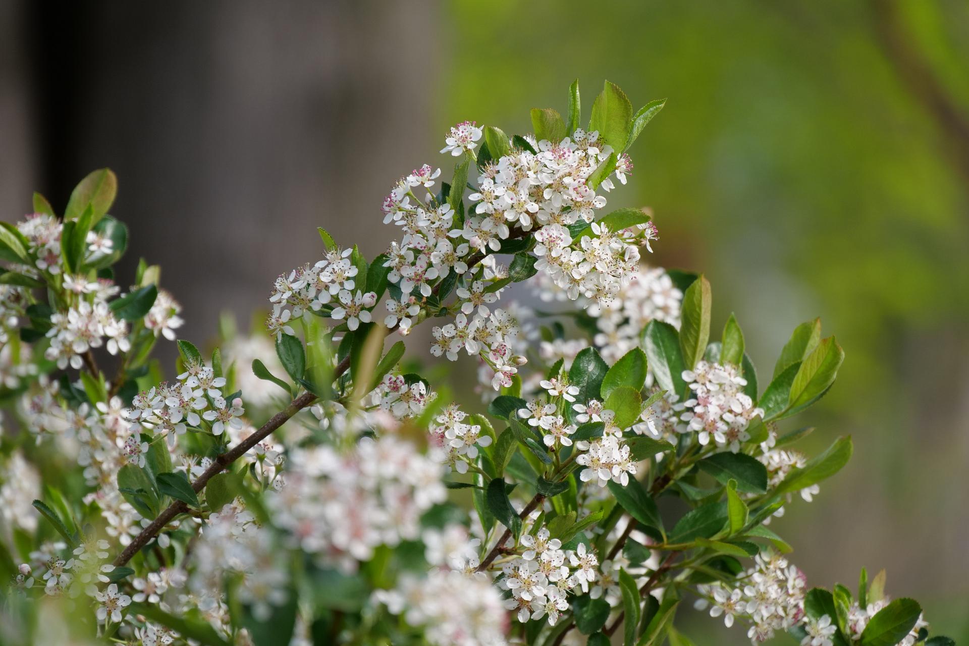 63 aronia mel. revontuli spreader 4