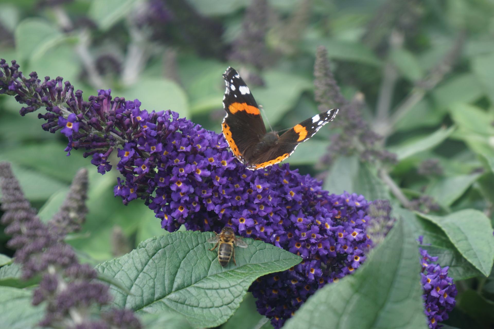 64 buddleja rocketstar indigo 1
