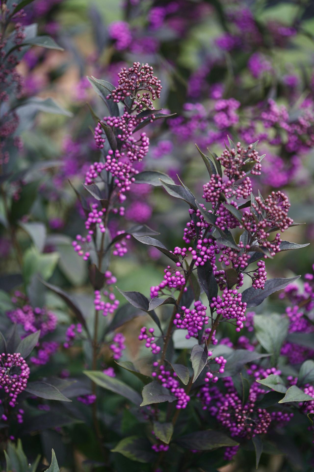 65 callicarpa x pearlglam 2