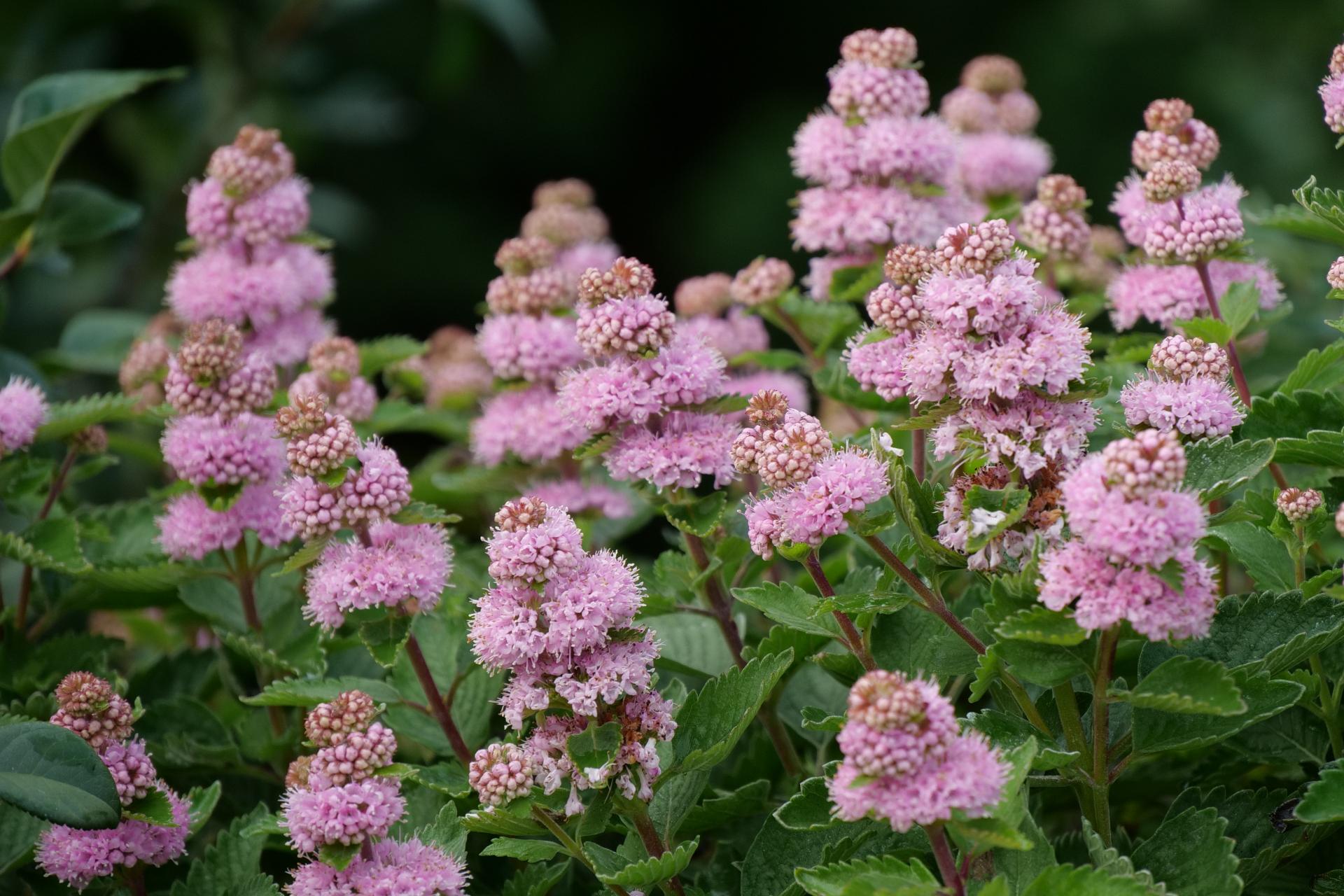 66 caryopteris incana beyond pink d 4