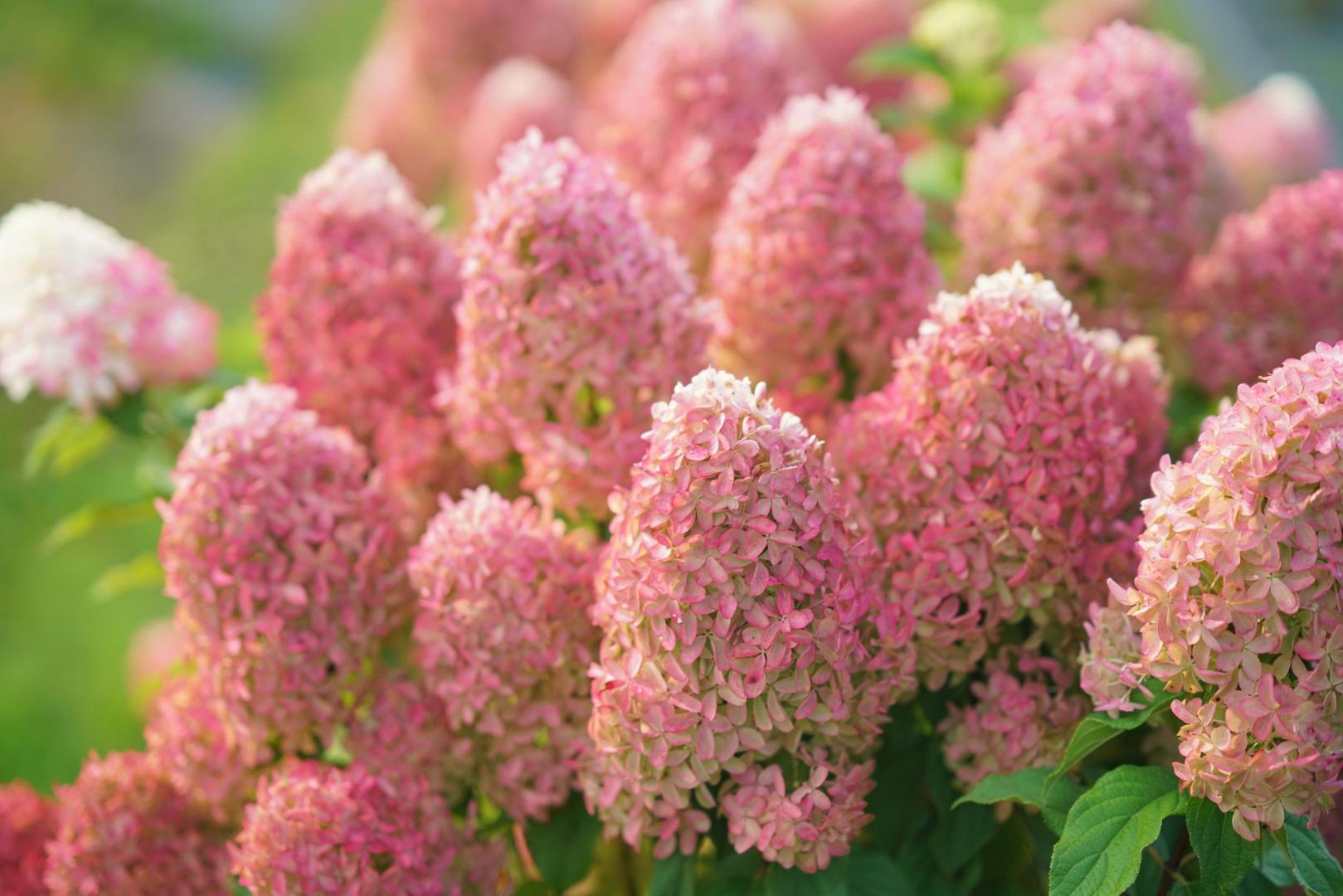 18 hydrangea pan. lime light prime smnhpph 4e proven winners 