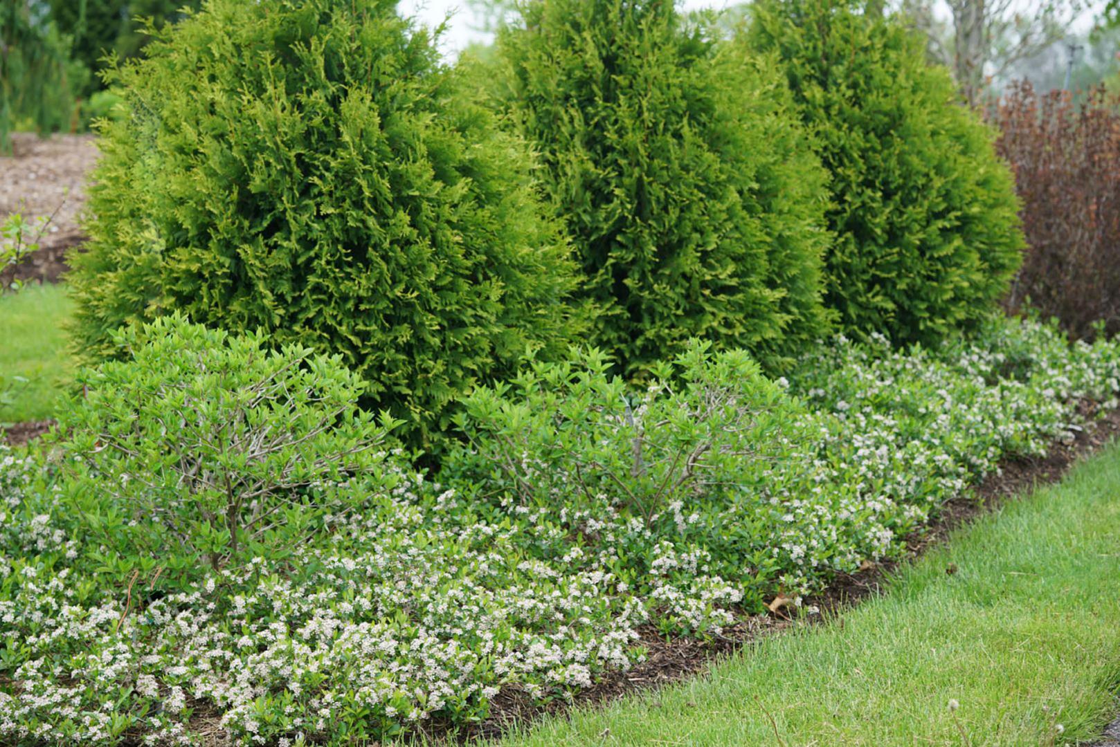 4183 aronia mel. revontuli spreader uconnam012 1 proven winners garden