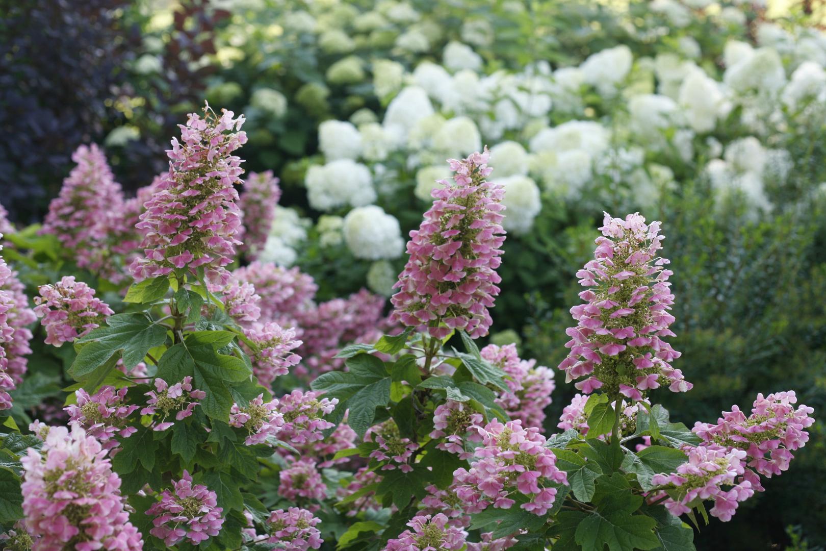 4186 hydrangea quercifolia gatsby pink img 6061