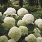 4126 hydrangea arb. strong annabelle 3