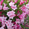 4129 weigela flor. colourtwist twopink 2