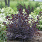 4131 cotinus cogg. winecraft black 4