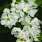 4133 exochorda snow day blizzard 4