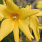 4134 forsythia kor. flying machine 2 ew deze op positie 3