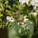 4135 heptacodium mic. temple of bloom 2