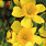 4137 hypericum kalm. sunny boulevard 3