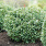 4138 ilex glabra strongbux 2
