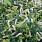 4139 itea virg. scentlove 1