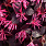4141 loropetalum jazz hands pink 1