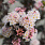 4143 physocarpus opu. tiny wine 4