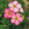 4144 potentilla frut. happy hearts pink star 2