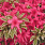 4148 rhododendron bollywood 1