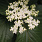 4150 viburnum x shiny dancer 3