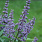 4151 vitex agnus castus blue diddley 4