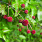 4152 cephalanthus occi. sugar shack 2