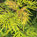 4155 sambucus rac. lemony lace 4