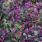 65 callicarpa x pearlglam 2