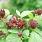 4125 calycanthus flor. simply scentsational 1