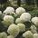 4126 hydrangea arb. strong annabelle 3