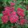 4128 spiraea jap. double play red 1