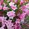 4129 weigela flor. colourtwist twopink 2