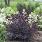 4131 cotinus cogg. winecraft black 4