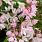 4132 deutzia yuki cherry blossom 2