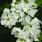 4133 exochorda snow day blizzard 4