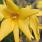 4134 forsythia kor. flying machine 2 ew deze op positie 3
