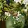 4135 heptacodium mic. temple of bloom 2