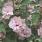 4136 hibiscus syr. sugar tip 1