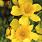 4137 hypericum kalm. sunny boulevard 3