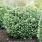 4138 ilex glabra strongbux 2