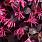 4141 loropetalum jazz hands pink 1