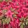 4148 rhododendron bollywood 1