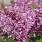 4149 syringa bloomerang tiny purple 3