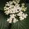 4150 viburnum x shiny dancer 3