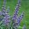 4151 vitex agnus castus blue diddley 4