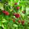 4152 cephalanthus occi. sugar shack 2