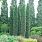 4233 thuja occ. smtotm thin man 1 2e pw