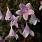 62 abelia pinky bells 2